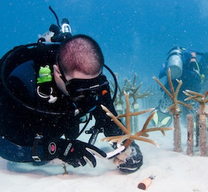 Coral restoration projects are ongoing and open for recreational divers to participate in year-round. 